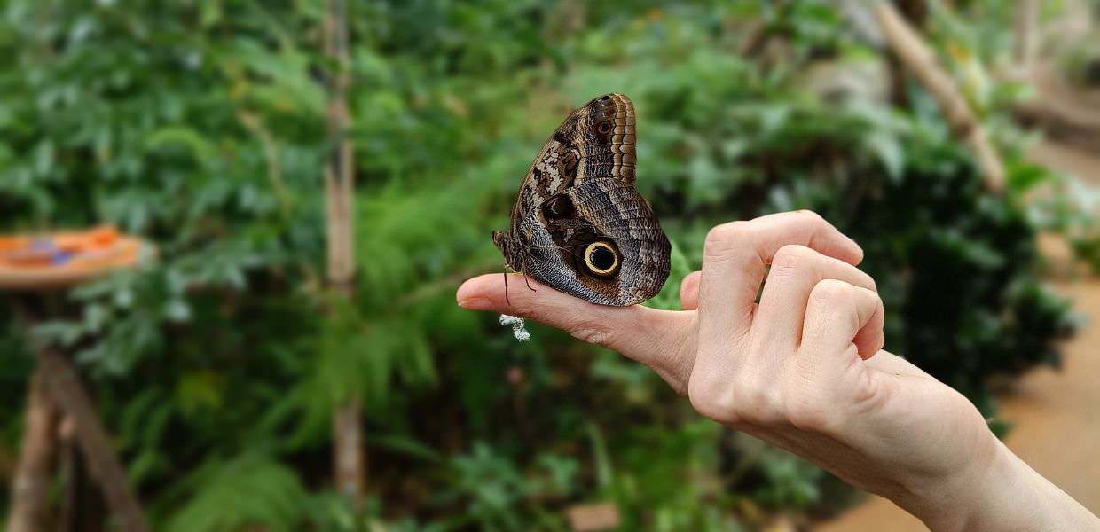 Al MUSE – Museo delle Scienze di Trento arriva "La foresta delle farfalle"