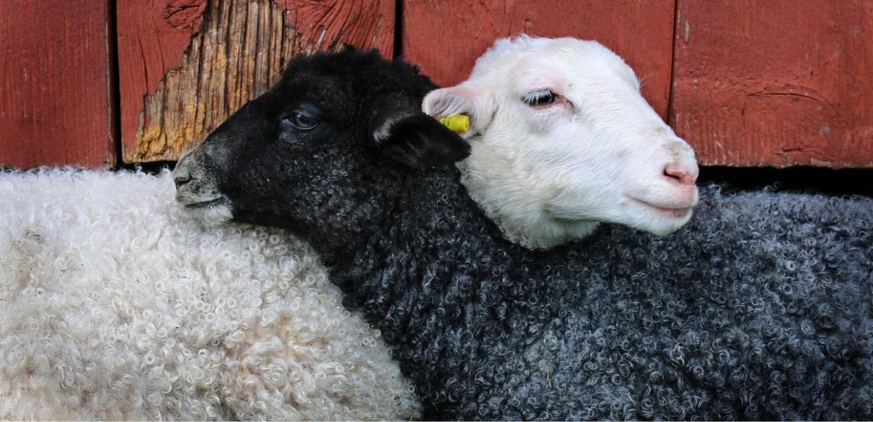 OIPA, al via la Campagna "A Pasqua salva una vita"