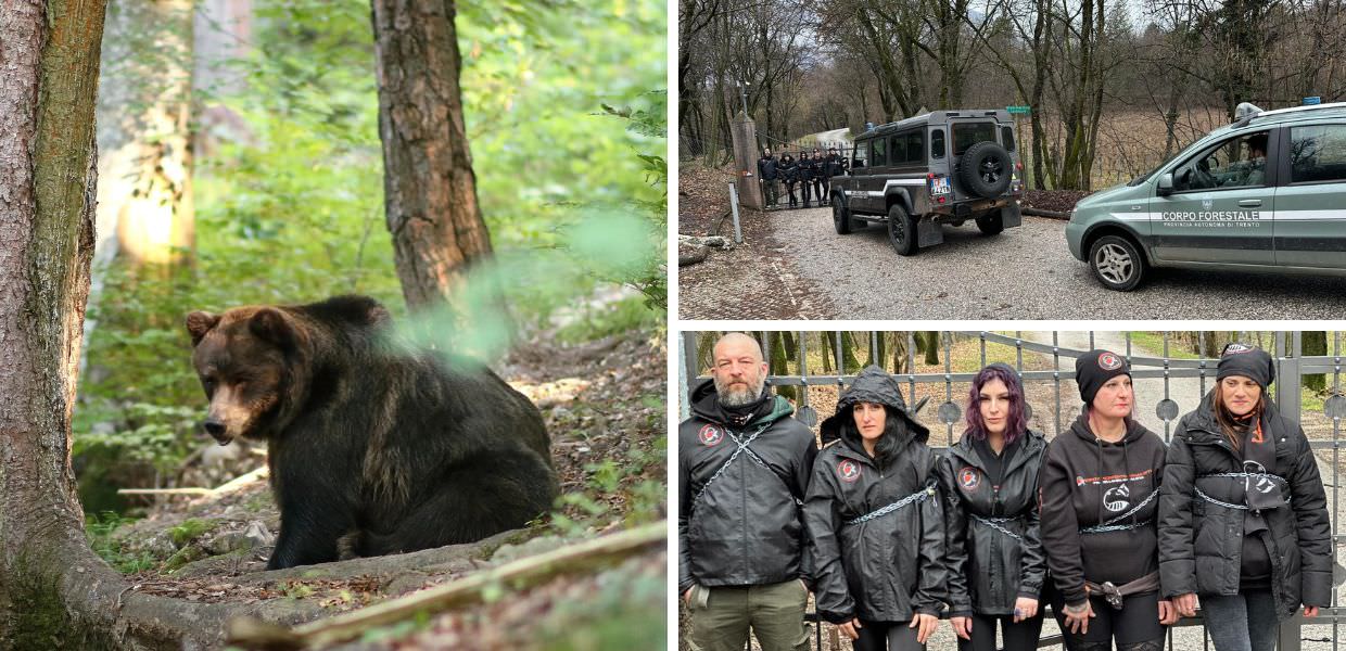 orsi trentino legge abbattimento