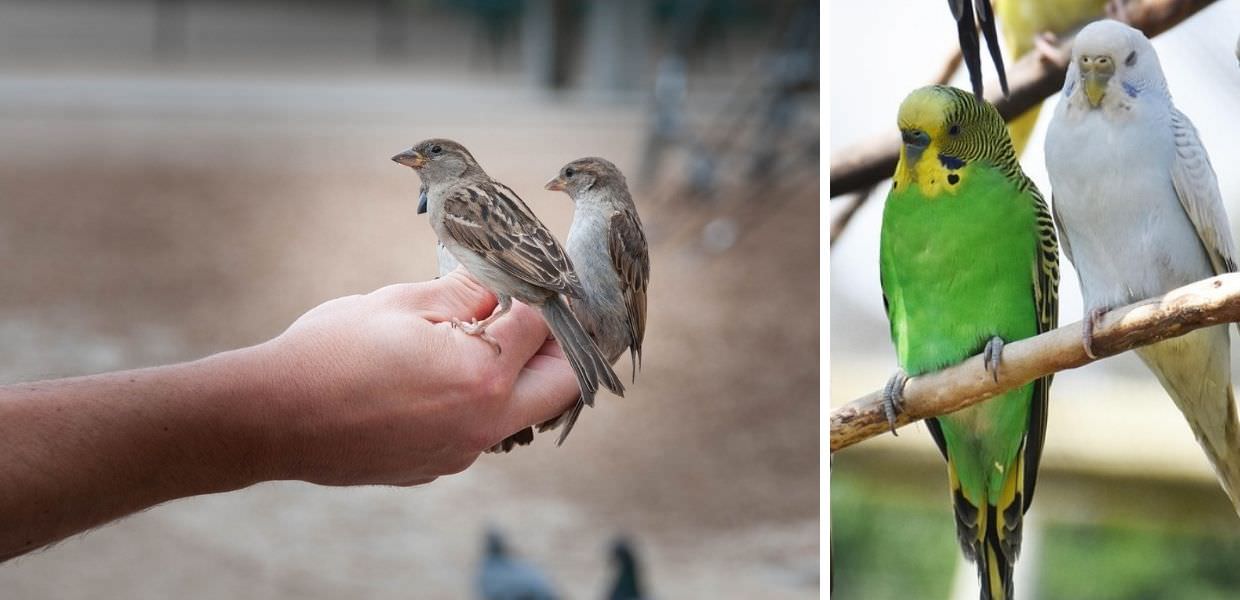Psittacosi, ecco perché preoccupa la malattia respiratoria che arriva dagli uccelli