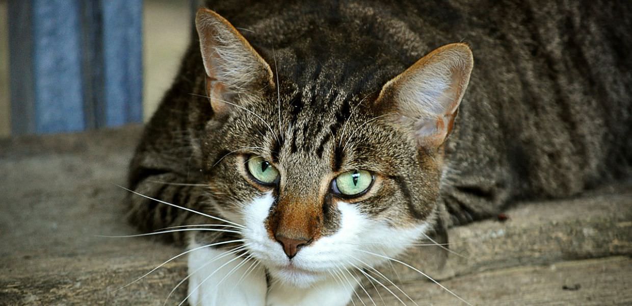 Roma, gatto ferito con un colpo di pistola all'addome