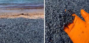 Sardegna, centinaia di meduse arenate in spiaggia: il video