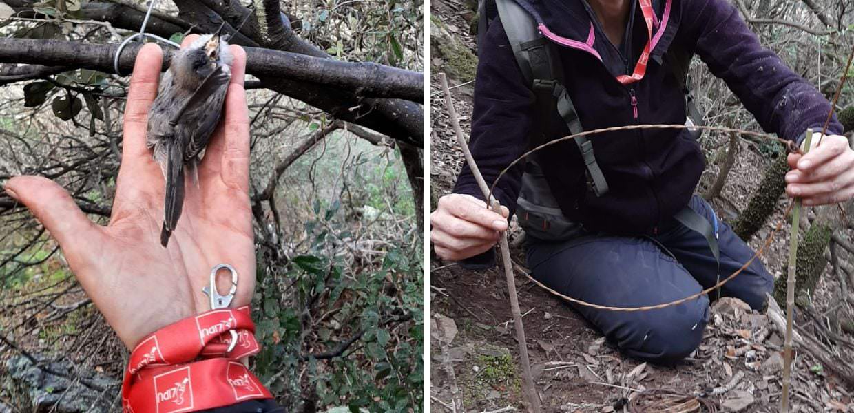 Operazione antibracconaggio in Sardegna, salvati centinaia di animali