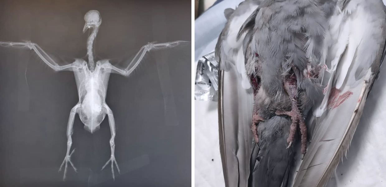 Orrore a Sassari: dieci ragazzi uccidono a bastonate un piccione