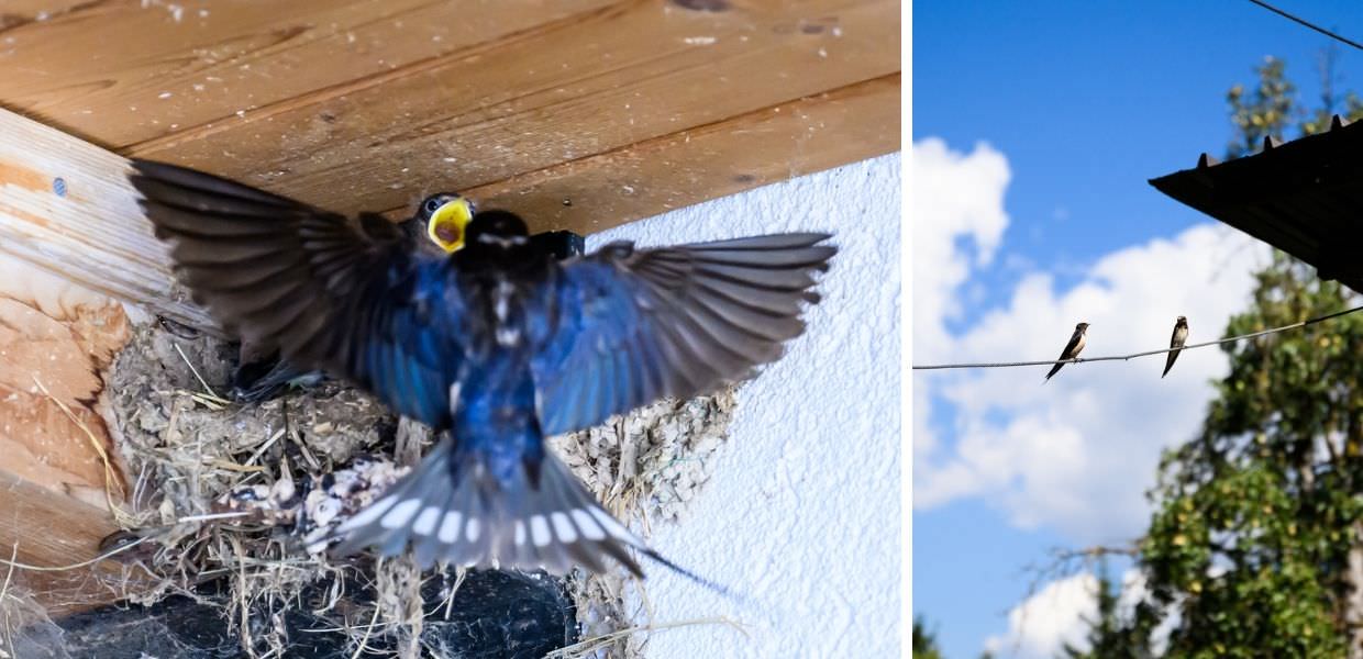 Scienza, ecco perché le rondini sono le migliori alleate delle aziende agricole