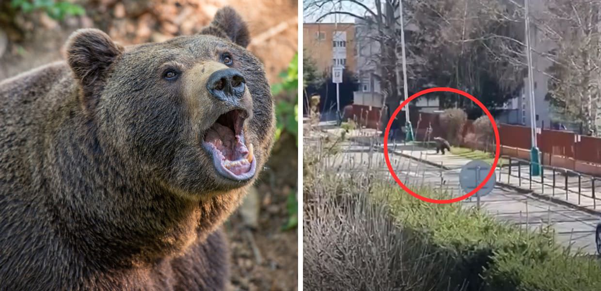 Orsi in Slovacchia, dichiarato lo stato di emergenza. Ecco il perché