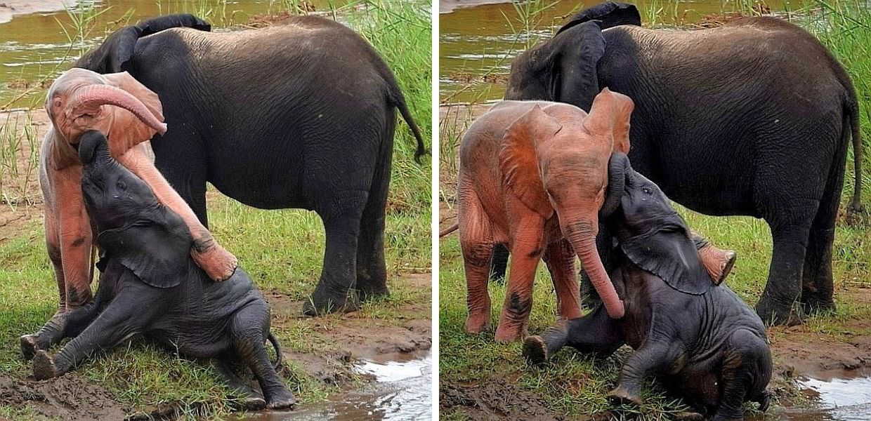 Sudafrica, avvistato un raro elefante albino: le foto