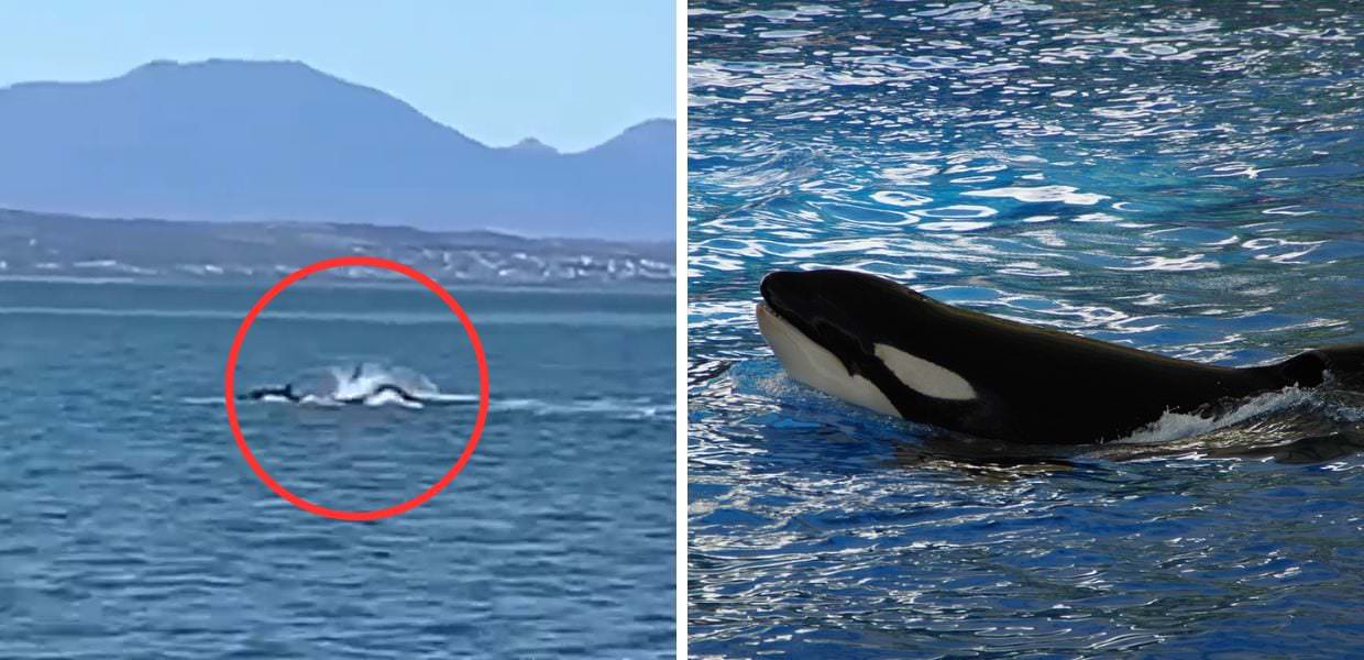 Sudafrica, orca uccide squalo bianco in due minuti: il video