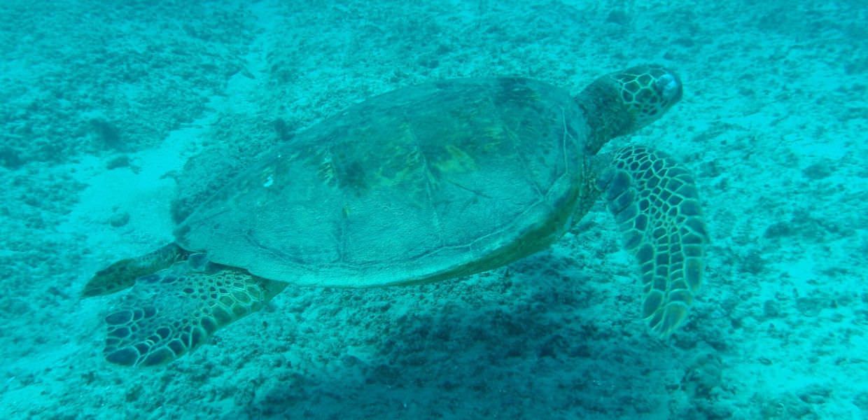 Mangiano carne di tartaruga marina: nove morti e 78 ricoverati