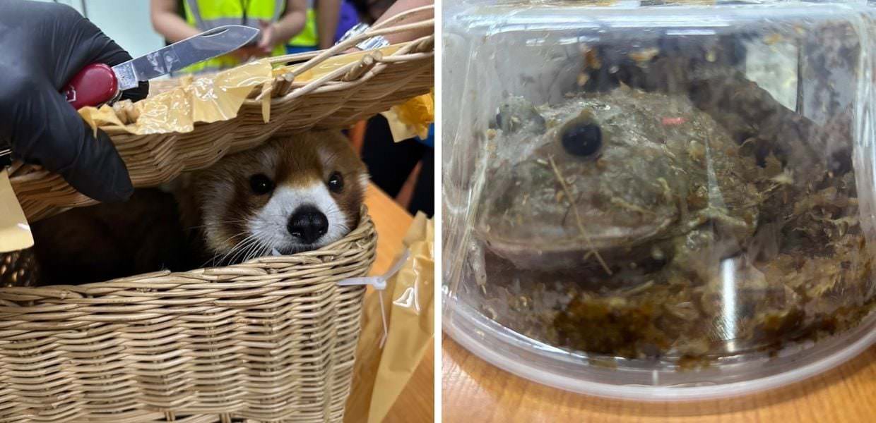 Thailandia, in aeroporto sequestrati 87 animali selvatici