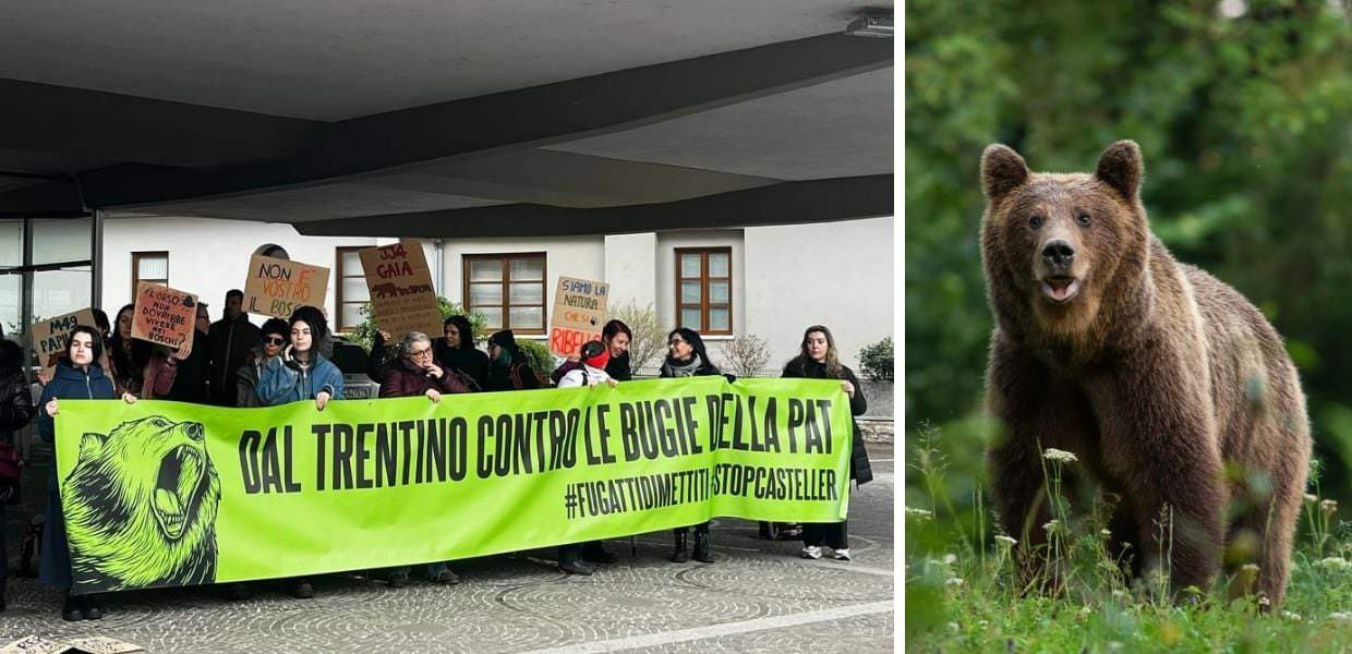 Legge ammazza-orsi, scontri tra animalisti e forze dell'ordine. Il video