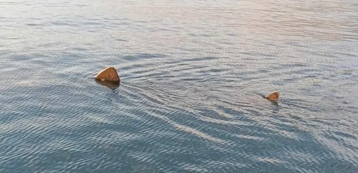 Trieste, avvistato squalo elefante di otto metri: la foto