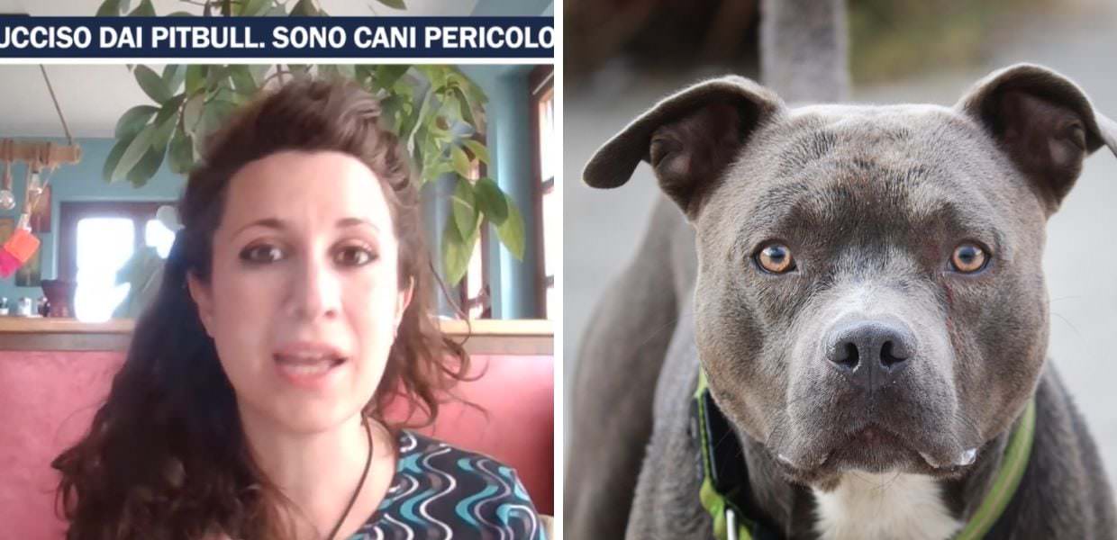 Bimbo sbranato da Pitbull. L'esperta Attenzione! Tutti i cani possono essere pericolosi