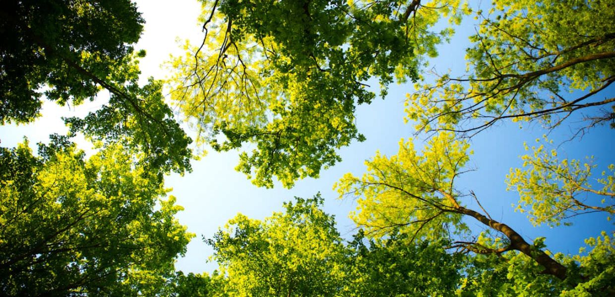 Dai tappi in plastica nascono 31 alberi, la trasformazione in un parco di Roma Sud
