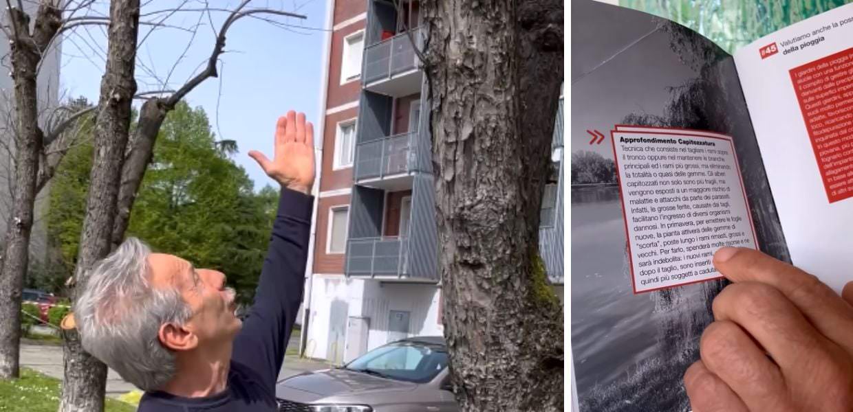 Giovanni Storti critica la gestione del verde a Milano Potature scellerate