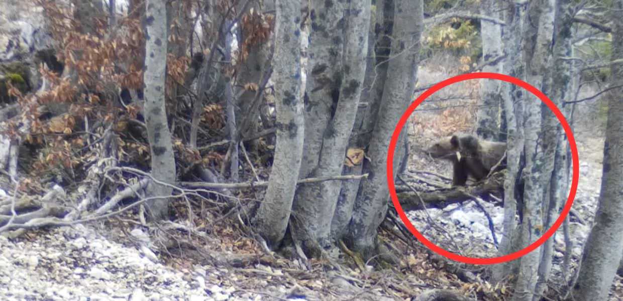 Abruzzo, i cuccioli dell'orsa Amarena escono dal letargo: il video
