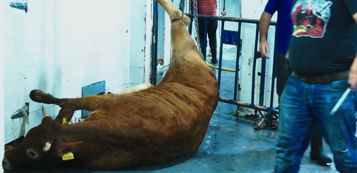 Così l'Unione Europea esporta gli animali in Medio Oriente: il video dell'orrore