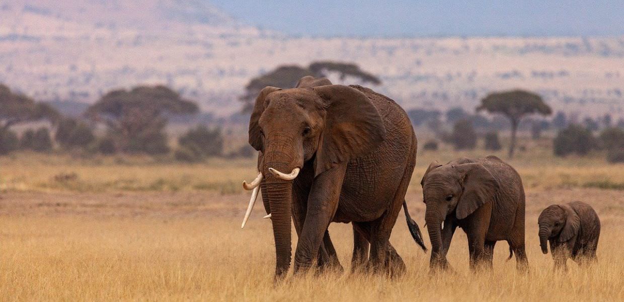 Animali, 20mila elefanti pronti a invadere la Germania. Ecco il perché