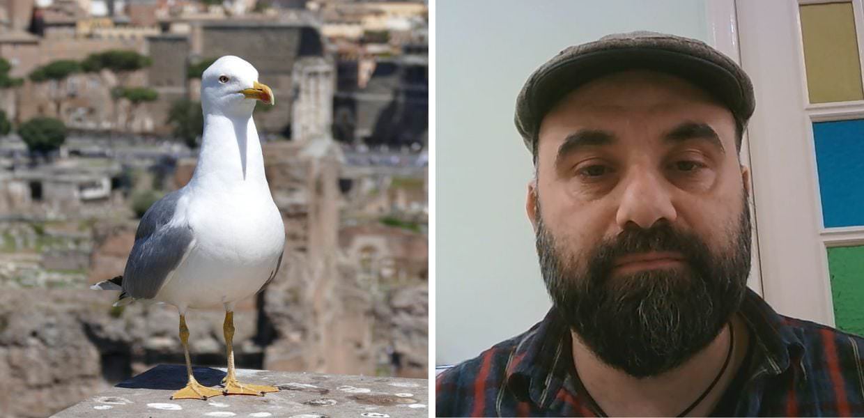 Animali, ecco perché i gabbiani hanno invaso le nostre città