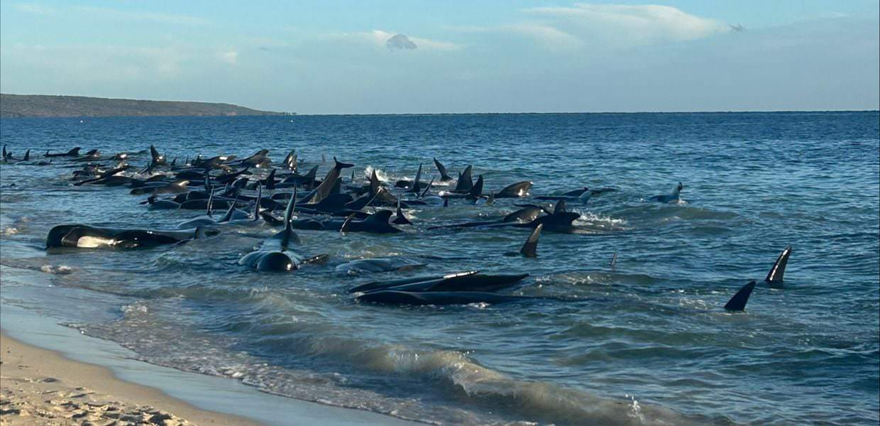 Australia, salvate oltre 100 balene spiaggiate: il video