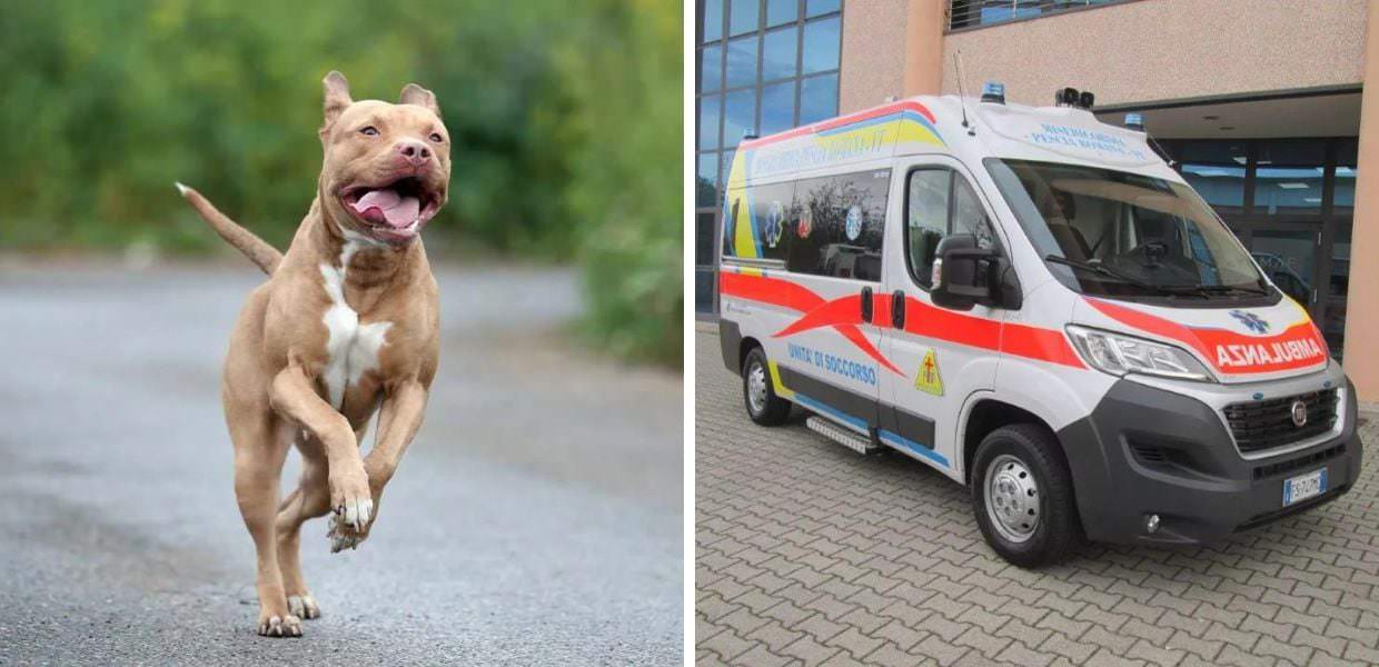 Tragedia a Eboli, due Pitbull uccidono un bambino di 15 mesi