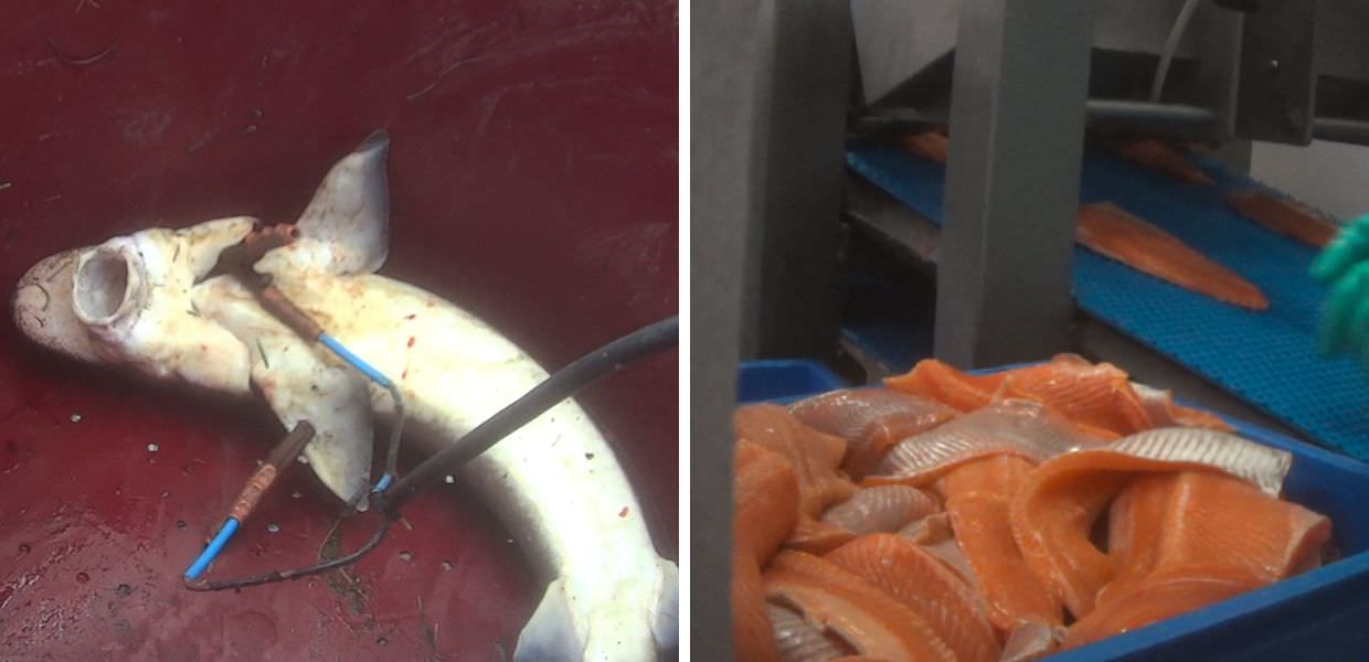 Animali, ecco l'orrore dietro il filetto di trota: il video choc