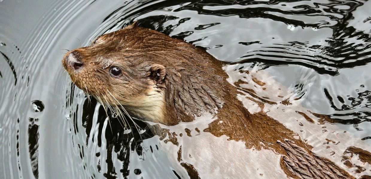 Animali, la lontra torna nelle Marche dopo 40 anni