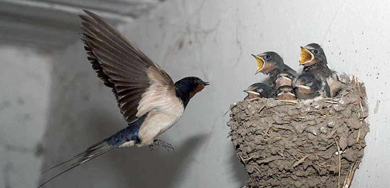 Roma, OIPA: "Non distruggete i nidi delle rondini"