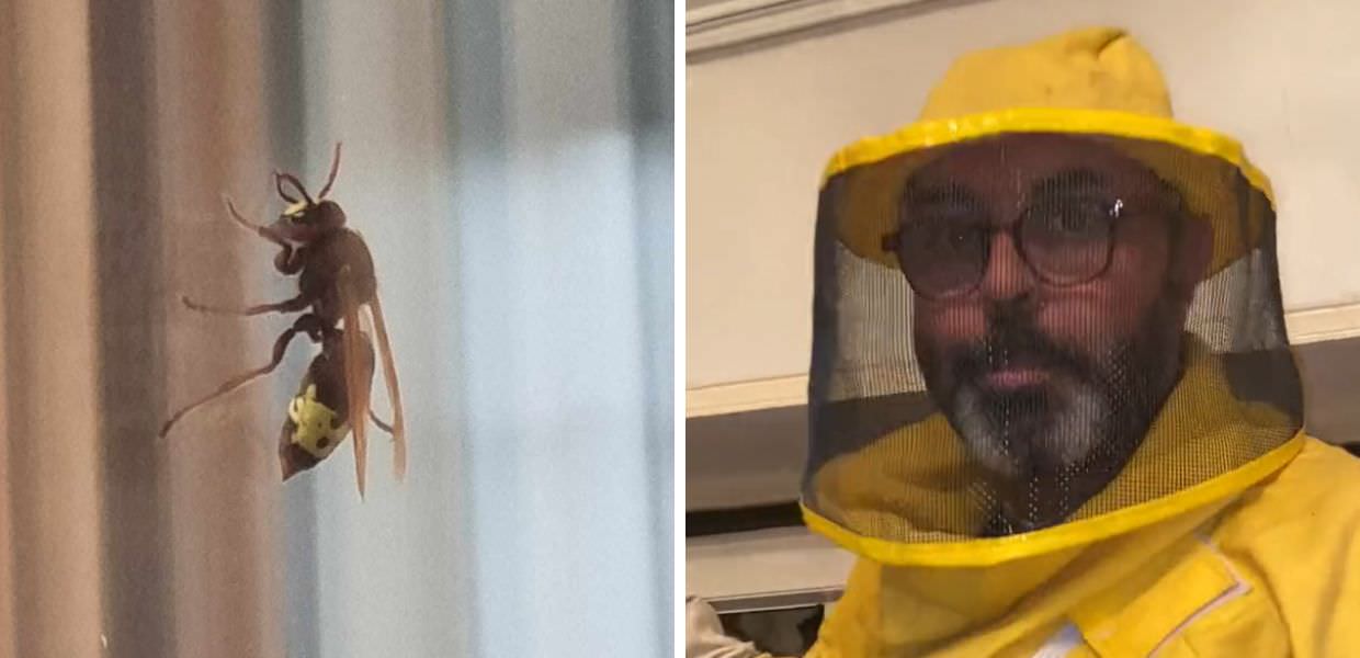 Roma, avvistata la prima vespa orientalis del 2024