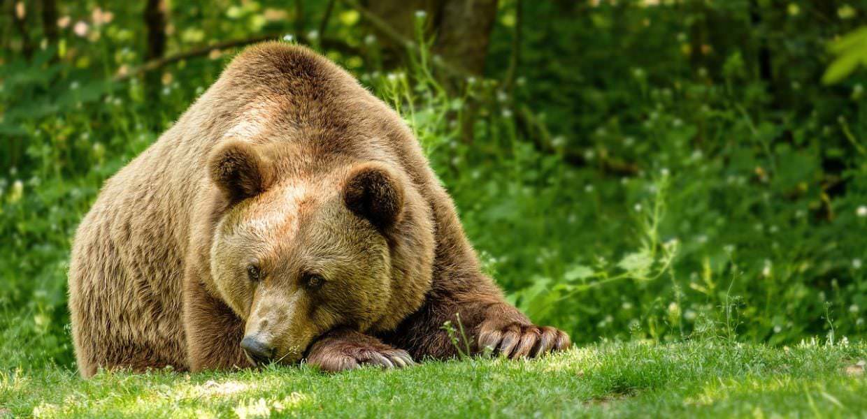 Slovenia, ok all'abbattimento di 176 orsi: "Necessario per tutelare i cittadini"