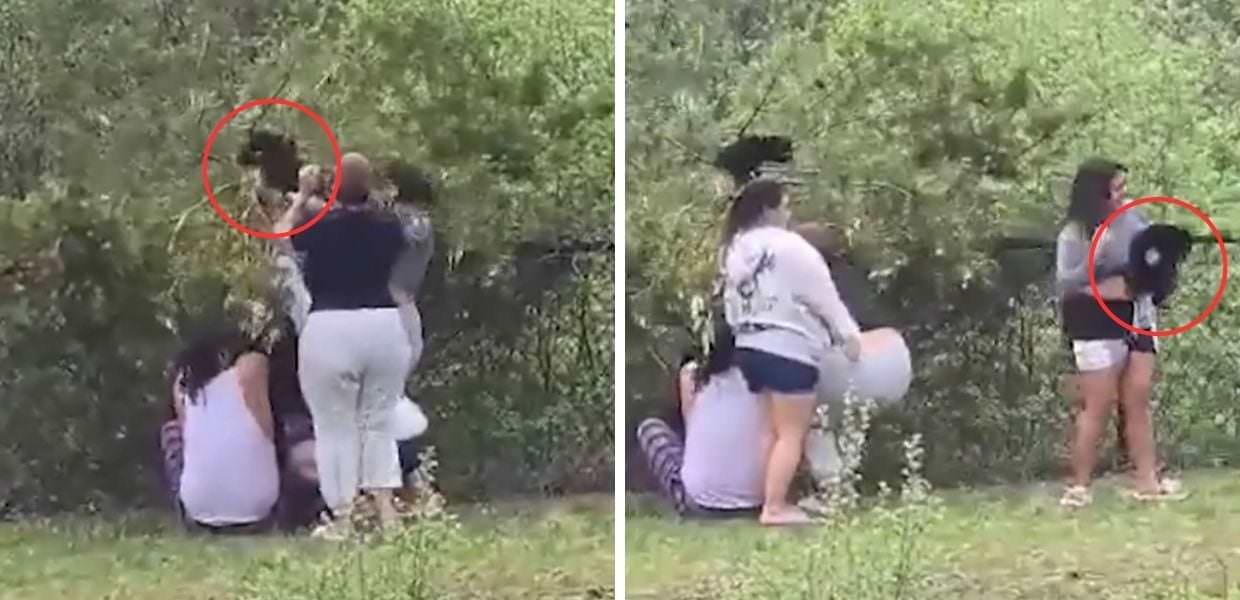 Animali, turisti feriscono due cuccioli di orso per farsi un selfie