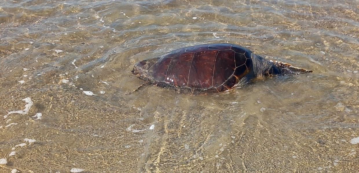 tartaruga marina morta roma