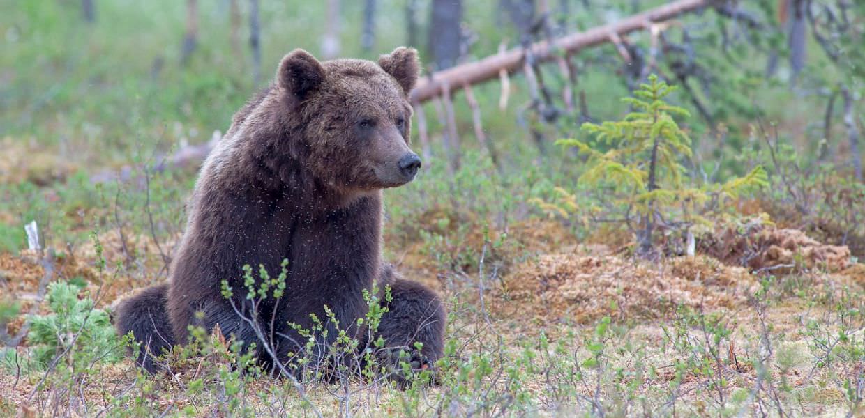 Legge ammazza-orsi, gli animalisti: "Intervenga Meloni"
