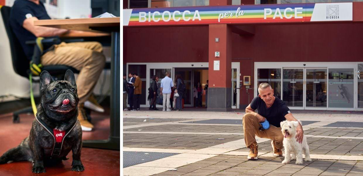 Rivoluzione alla Bicocca di Milano: dipendenti a lavoro con cani e gatti