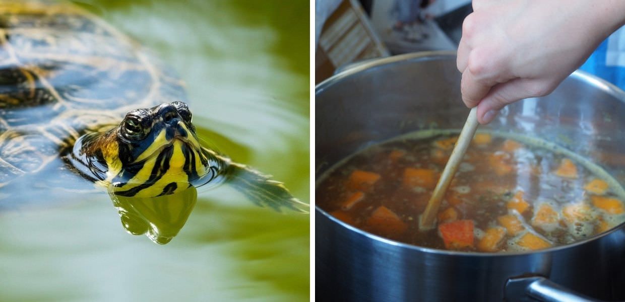 Carne di tartaruga servita in brodo, orrore in un ristorante cinese di Mestre
