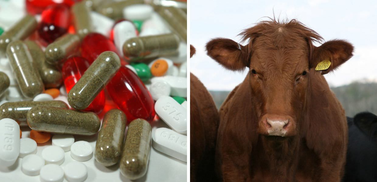 Allevamenti intensivi, dagli USA un vaccino anti-metano contro il riscaldamento globale