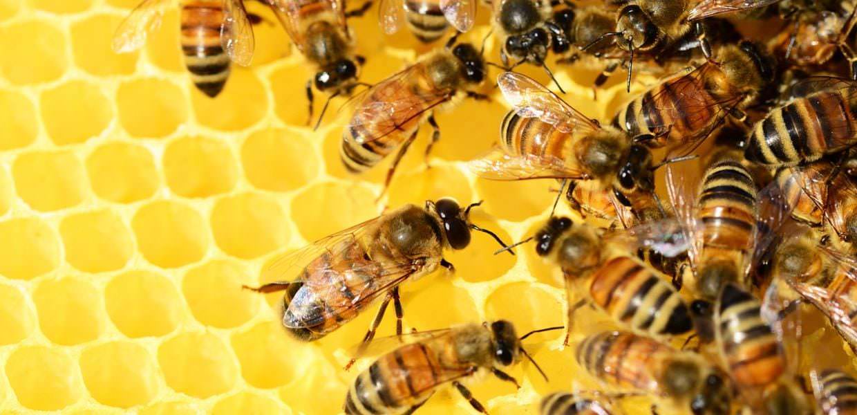Giornata mondiale delle api, a rischio anche apicoltori. L'appello di Miele in Coop Scegliere italiano