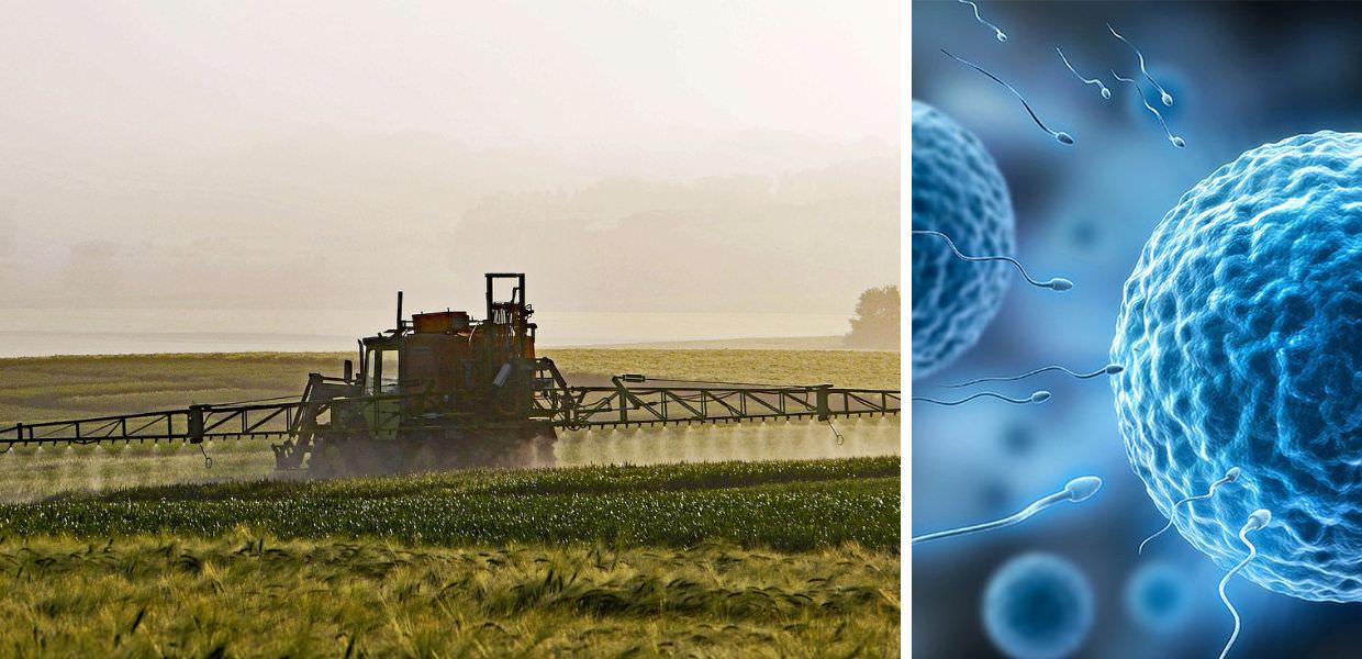 Glifosato, trovato in alti livelli nello sperma. Gli scienziati Possibile impatto sulla fertilità