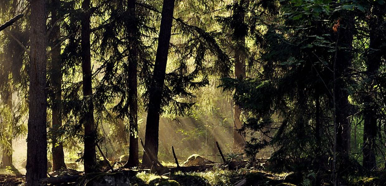 Le foreste secolari in Svezia sfruttate per produrre imballaggi in cartone, la denuncia di Greenpeace È assurdo