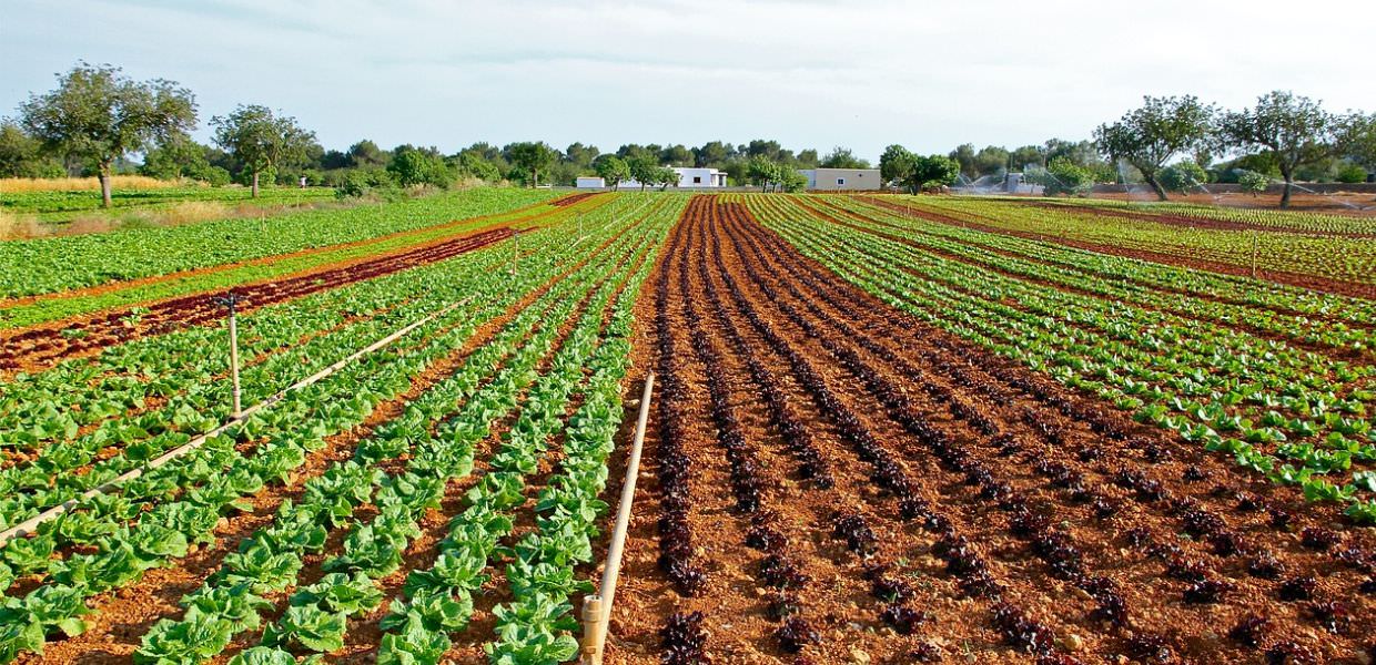 Microplastiche, uno studio rivela che alternano radici, foglie e piante