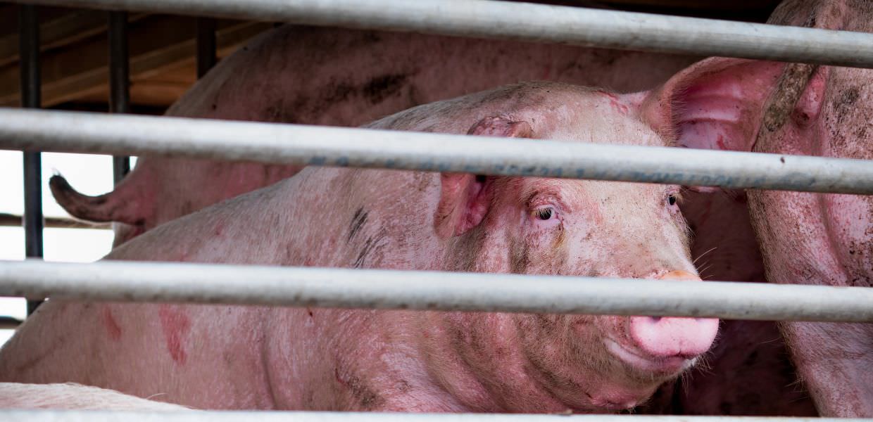 Regno Unito, il divieto di trasporto animali vivi diventa legge, gli animalisti Momento storico