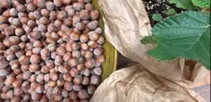 Umbria, premiati i migliori gelati a base di nocciola tonda francescana, foto nocciola tonda francescana