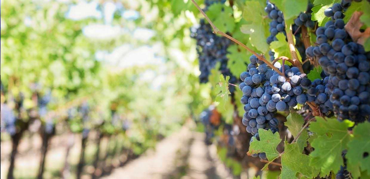 Umbria, un milione di euro per la riconversione dei vigneti