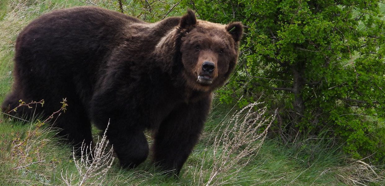 Abruzzo, ecco l'emozionante incontro con due orsi: il video