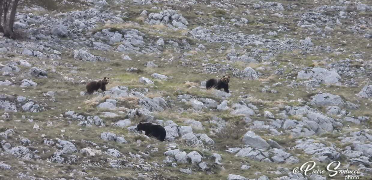 abruzzo orsi marsicani