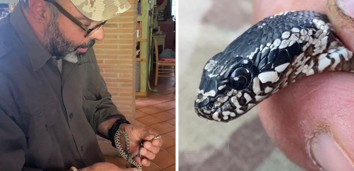 Roma, catturato serpente in casa. Andrea Lunerti: "Ecco come riconoscere una vipera"