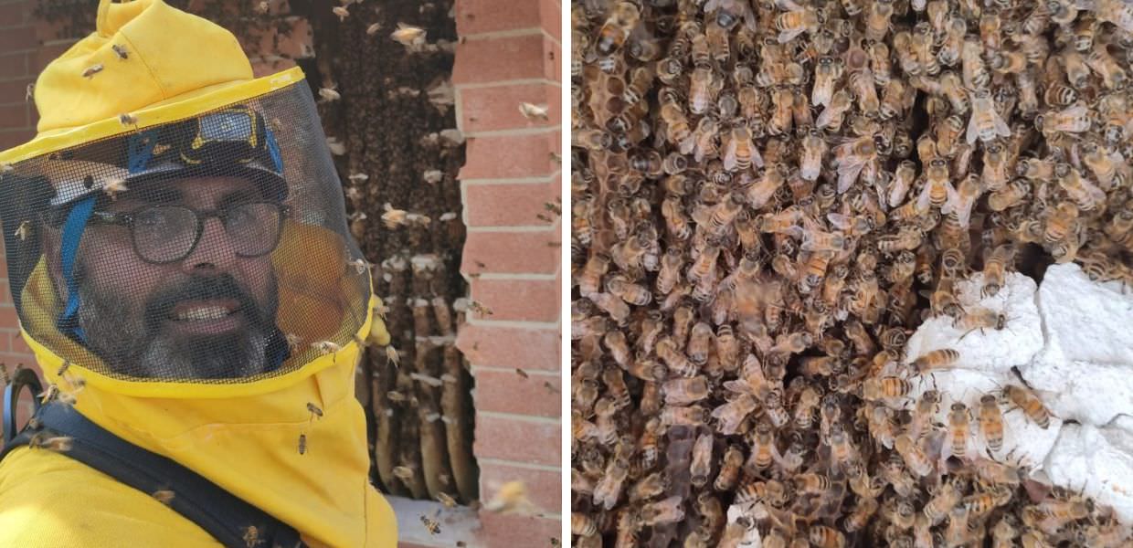 Rieti, Andrea Lunerti rimuove maxi alveare con 150mila api: il video