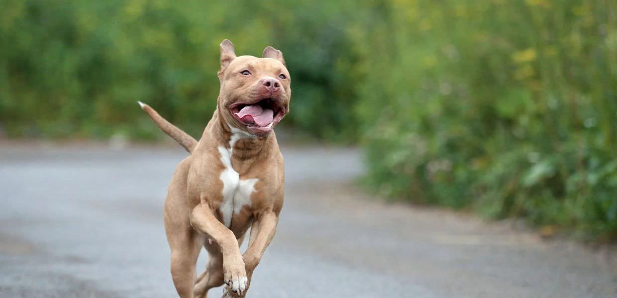 bambino ucciso pitbull cani