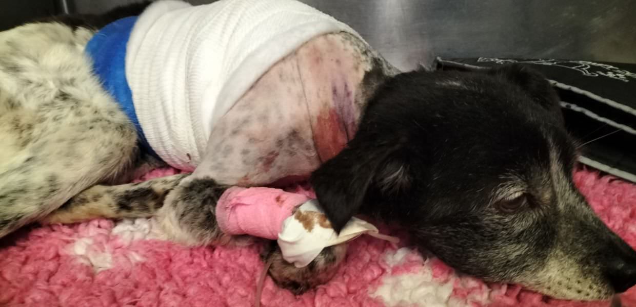 cagnolina scuoiata viva napoli