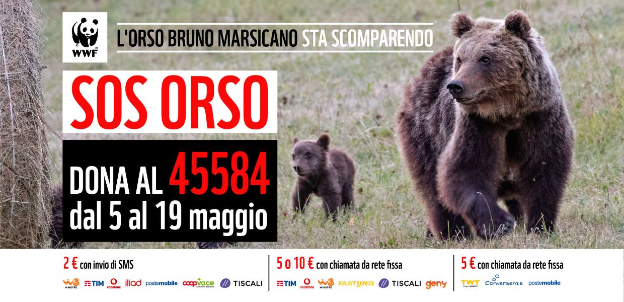WWF, al via la Campagna per salvare l'orso bruno marsicano